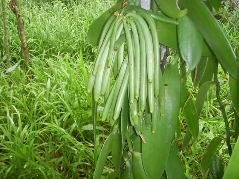Vanilla Plantation