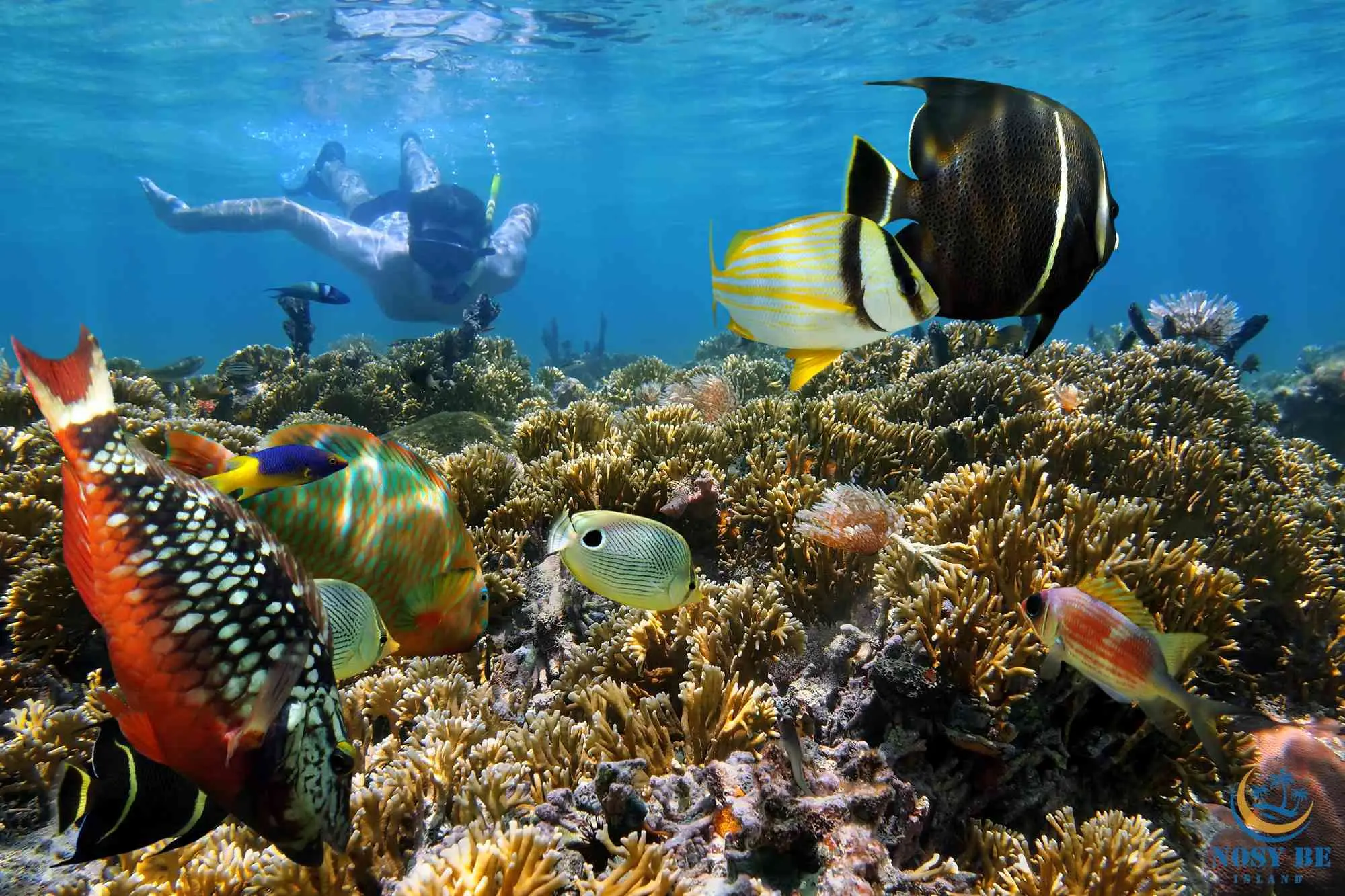 Snorkeling at Nosy Tany Kely, Madagascar