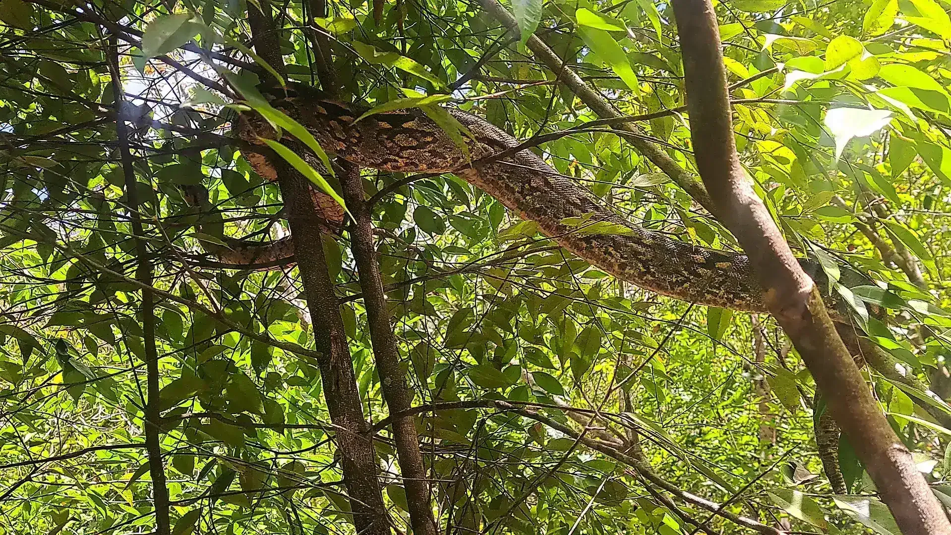 Nocturne Snake of Madagascar
