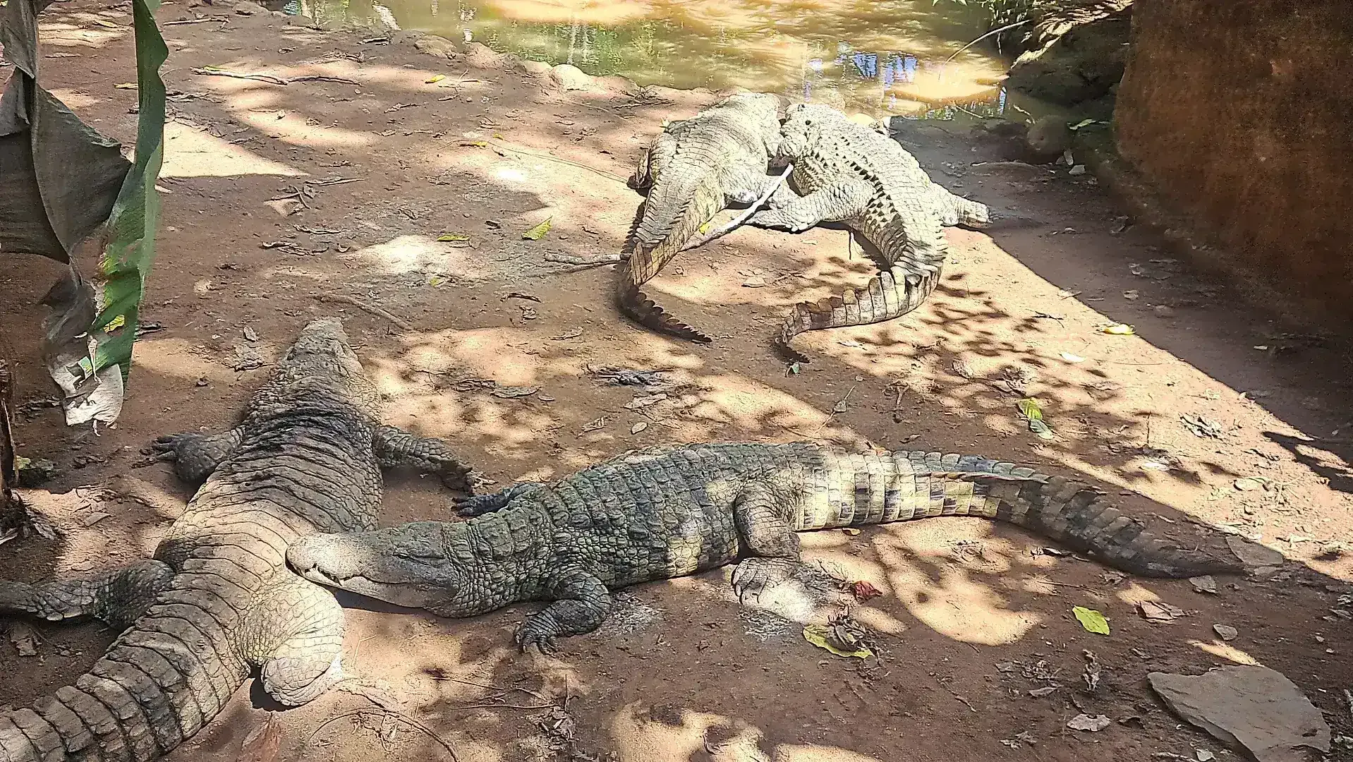 Crocodile at Lemuria Land Park