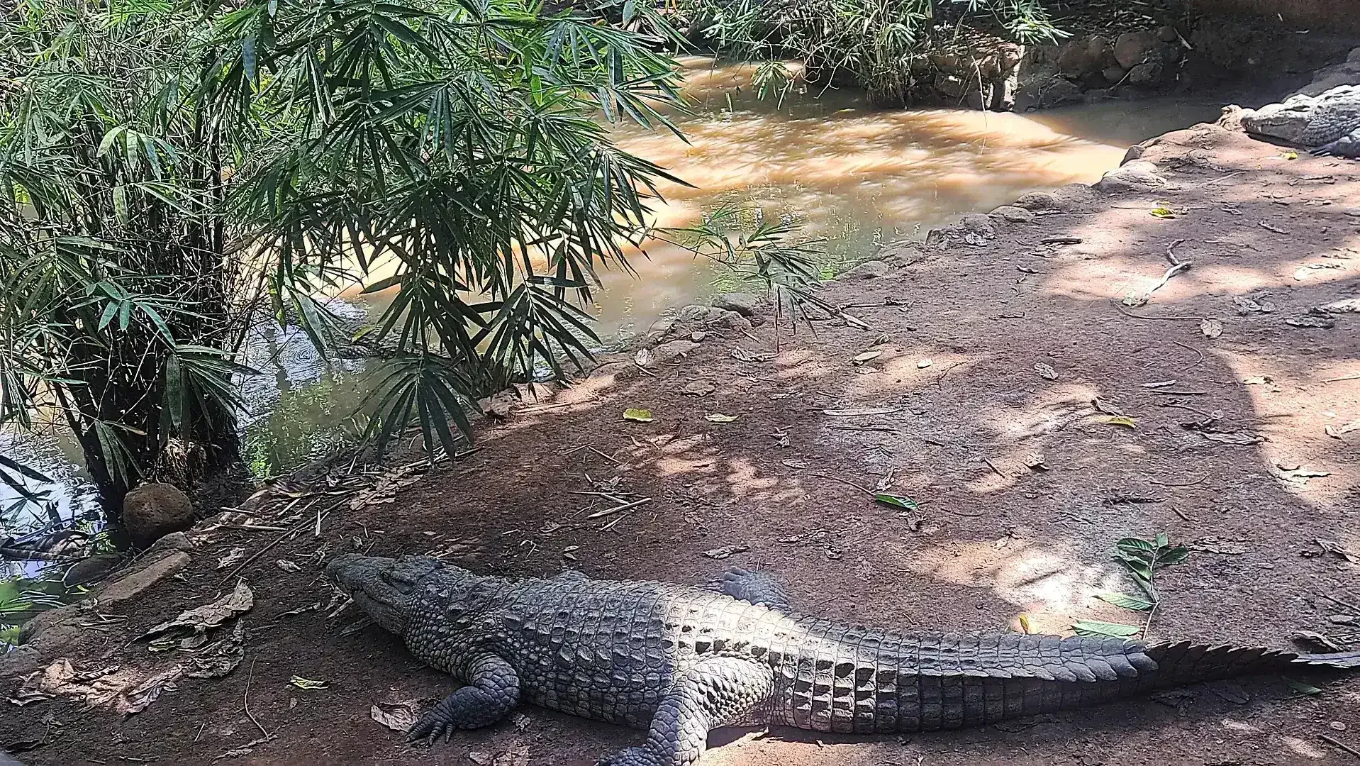 Crocodiles at Lemuria Land Park