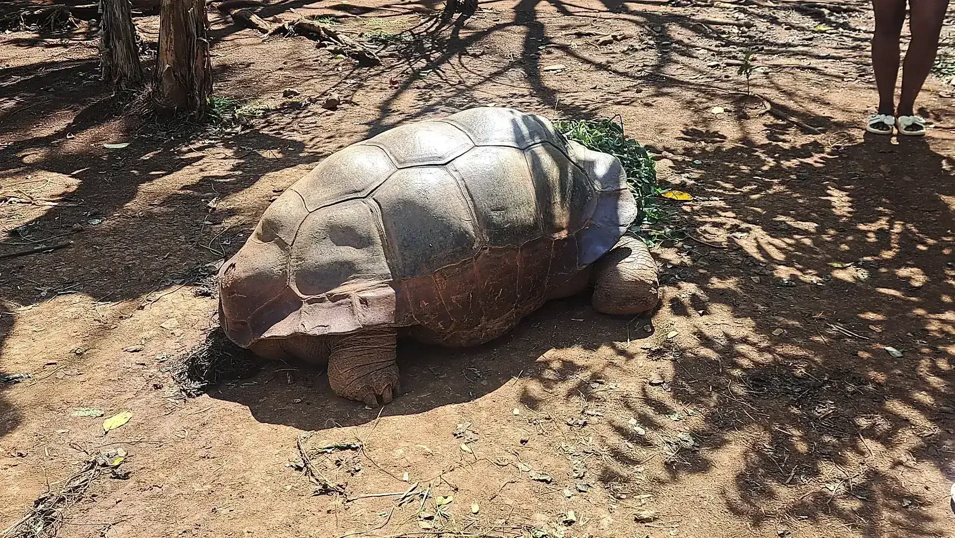 Giant Tortoise at Lemuria Park Nosy Be Madagascar