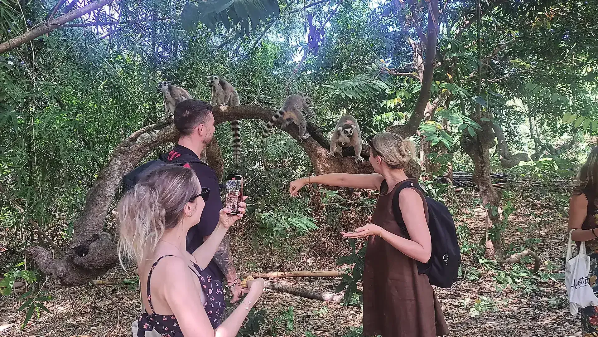 Friendly Lemur catta at Lemuria Park Nosy Be Madagascar