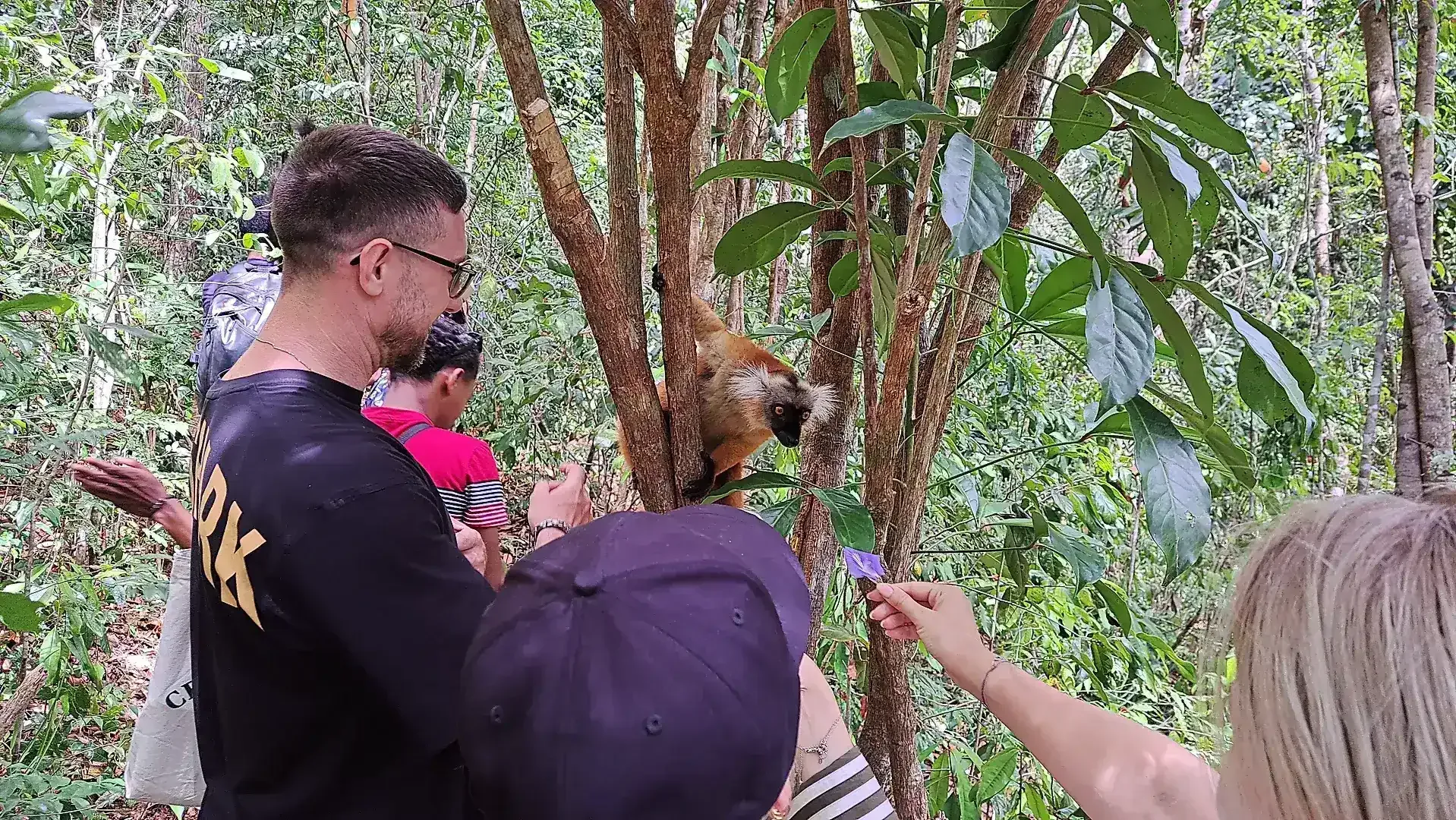 Endemic species of lemurs at Loko Be National Park