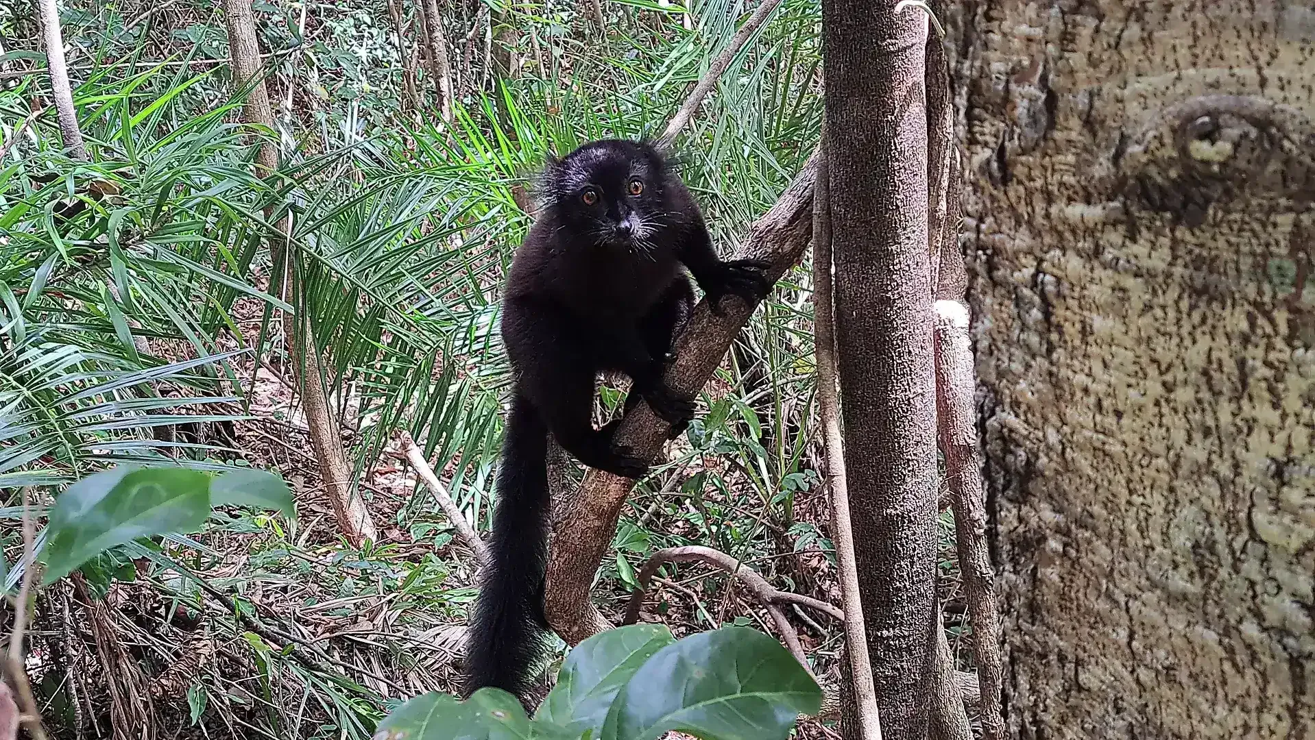 Black Lemur at Nosy Komba Nosy Be Madagascar