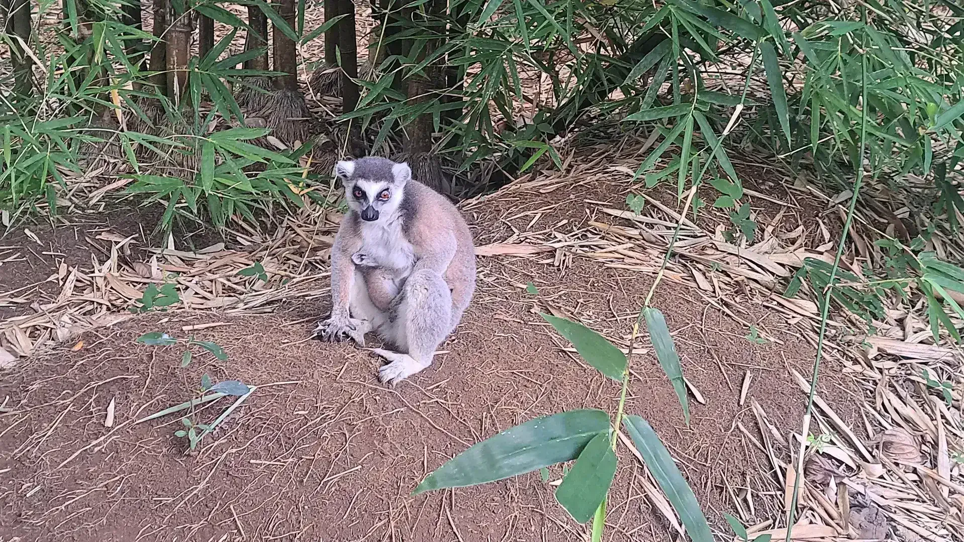 Look at the baby on her belly Nosy Be Madagascar