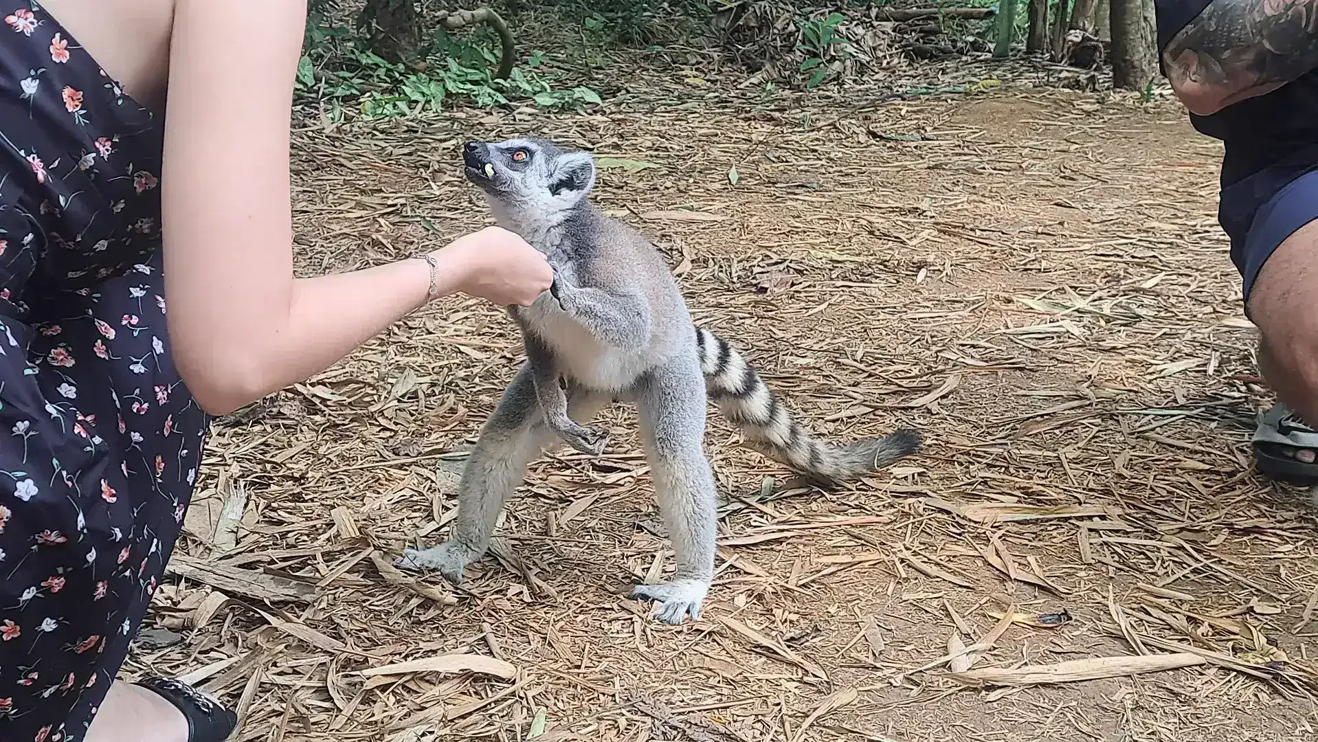 Ring-Tailed Lemur at Lemuria Land Park Nosy Be-Madagascar