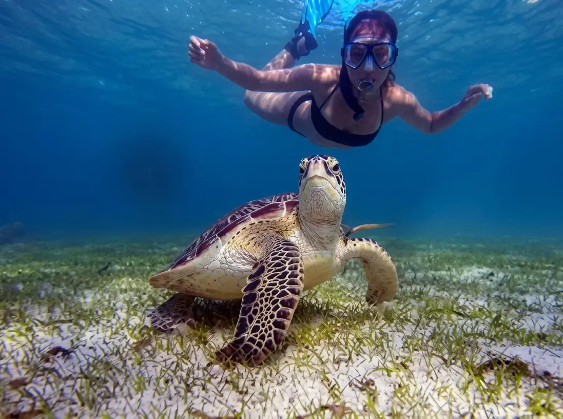 Sakatia Turtle