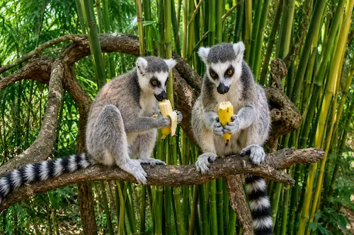 Ring-tailed lemur inspired by King Julien from Madagascar