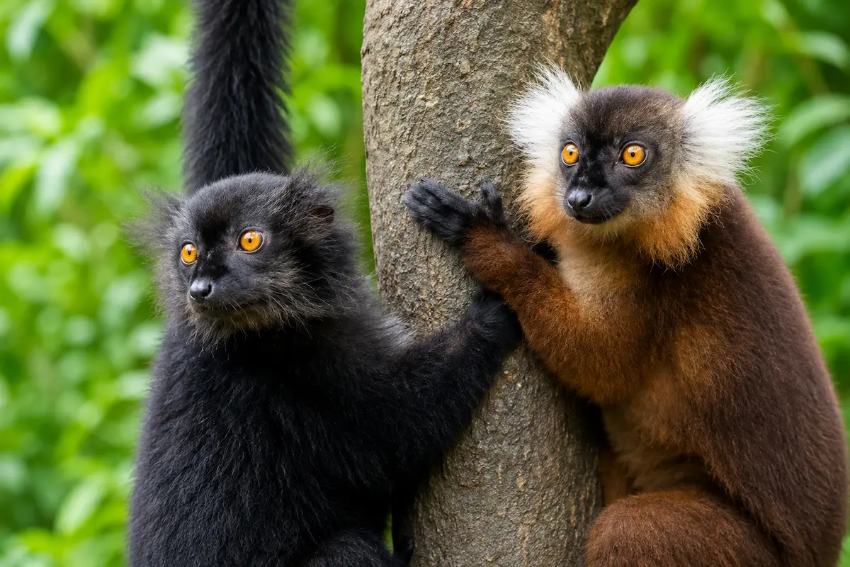 Black and brown lemurs encountered during Nosy Komba wildlife tour in Madagascar
