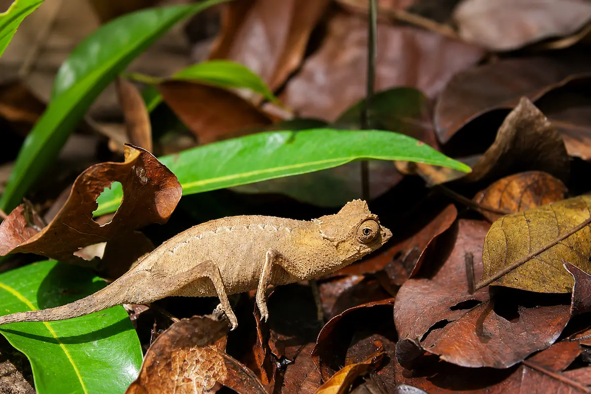 Brookesia chameleon in Lokobe National Park, Nosy Be, Madagascar