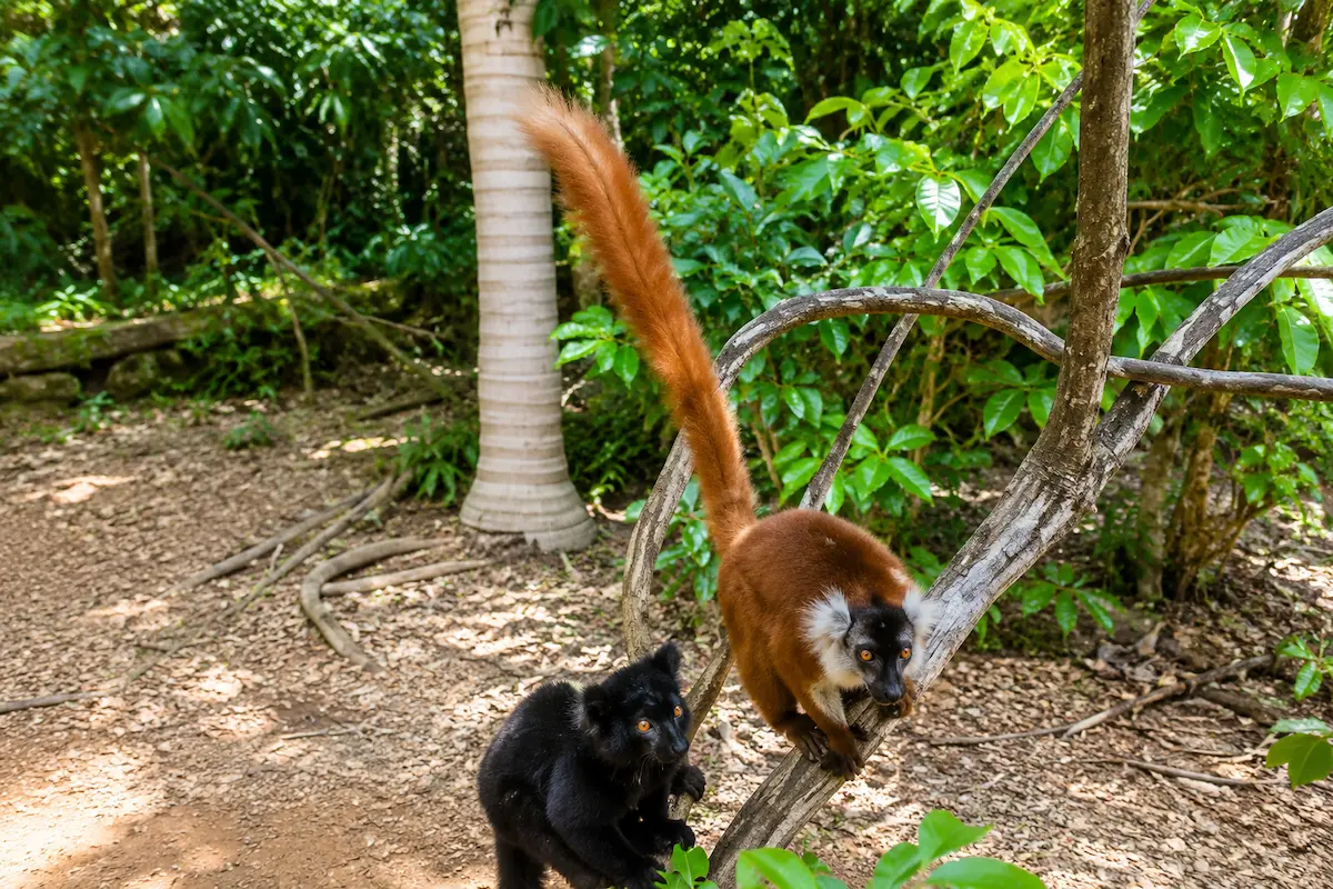 Brown and black lemurs in Nosy Komba, Madagascar