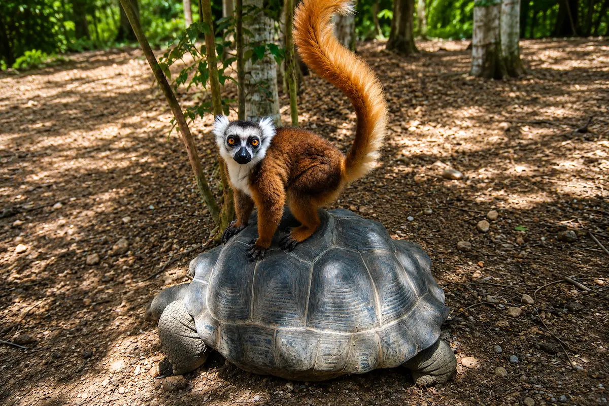 Brown lemur riding on the back of a giant tortoise in Nosy Komba, Madagascar