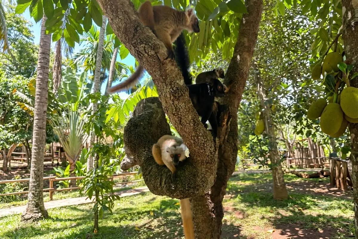 Common brown lemurs in tree at Lemuria Land