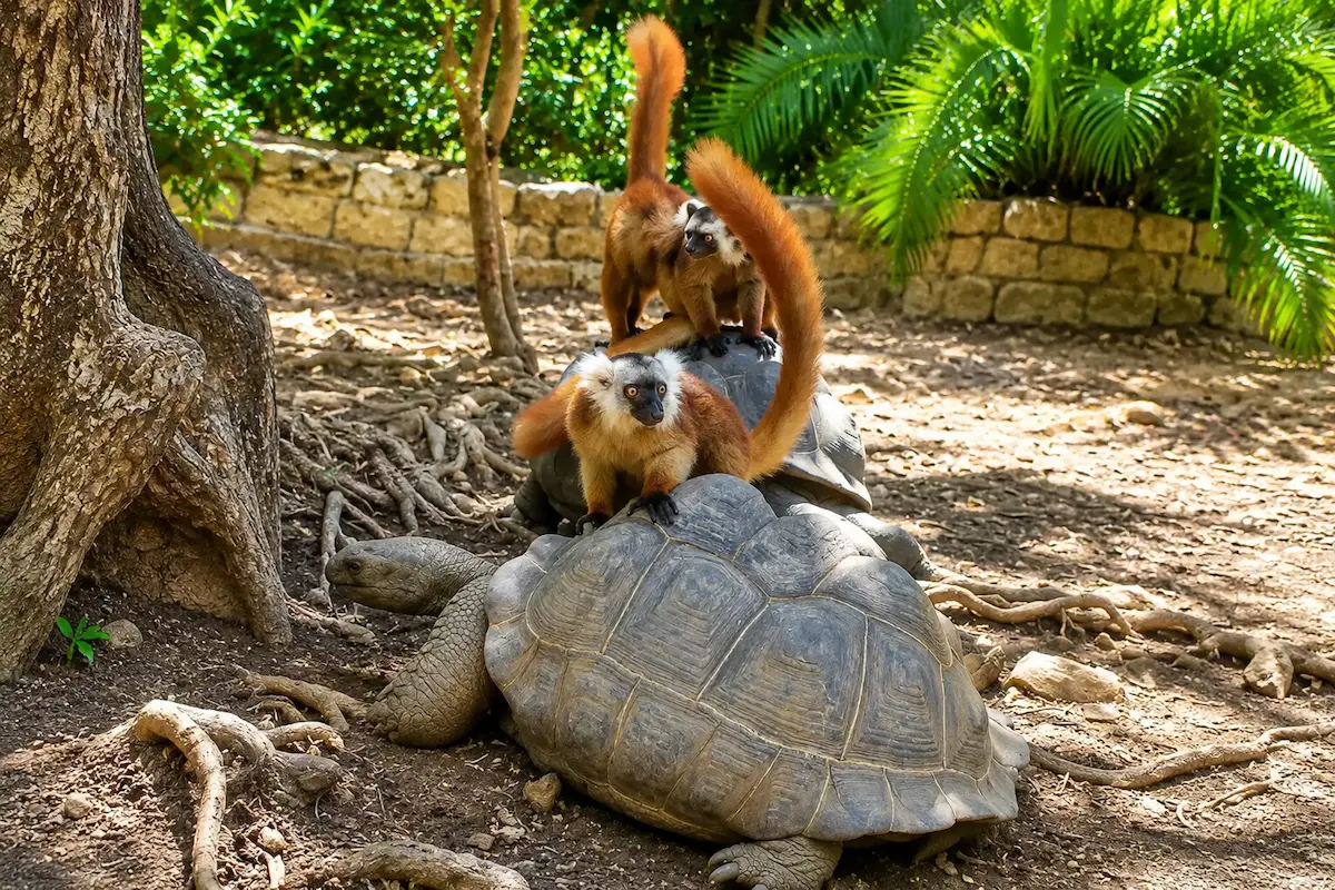 Crowned lemurs with giant tortoise at Nosy Be Madagascar
