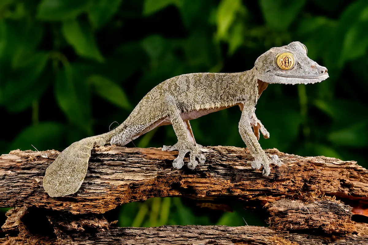 Madagascar gecko in Lokobe National Park, Nosy Be