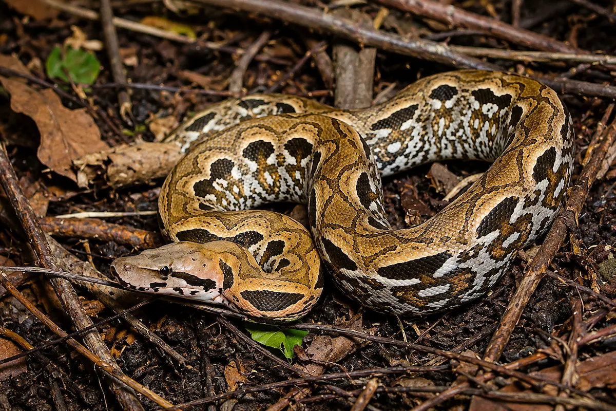 Giant Madagascar boa snake in Lokobe National Park, Nosy Be