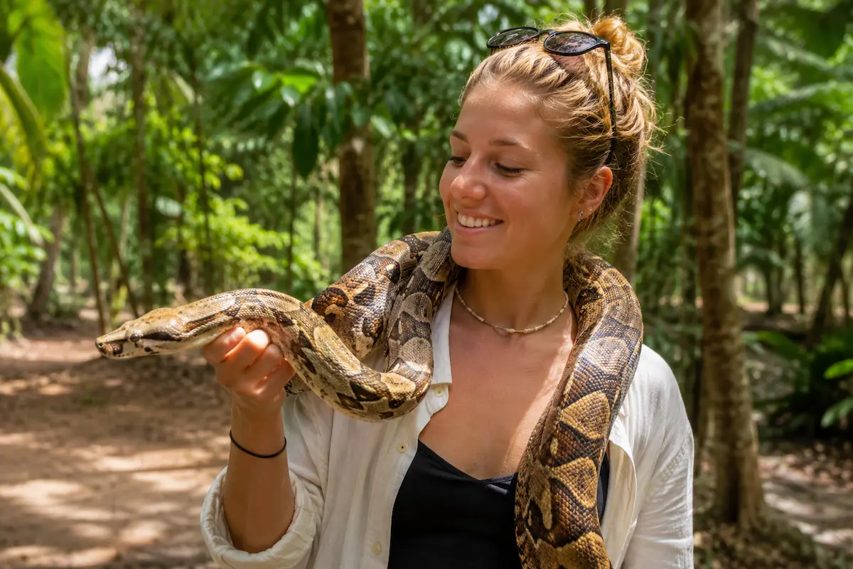 Giant Madagascar boa snake in Nosy Komba rainforest