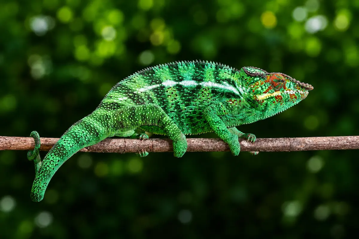 Green panther chameleon spotted at Lokobe National Park in Nosy Be Madagascar