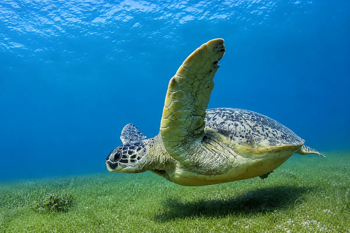 Green sea turtle underwater at Nosy Iranja Madagascar