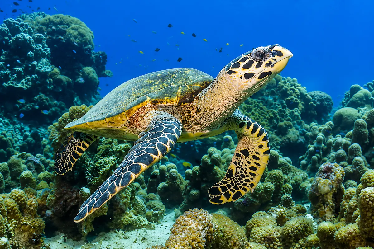 Hawksbill sea turtle swimming near Nosy Sakatia
