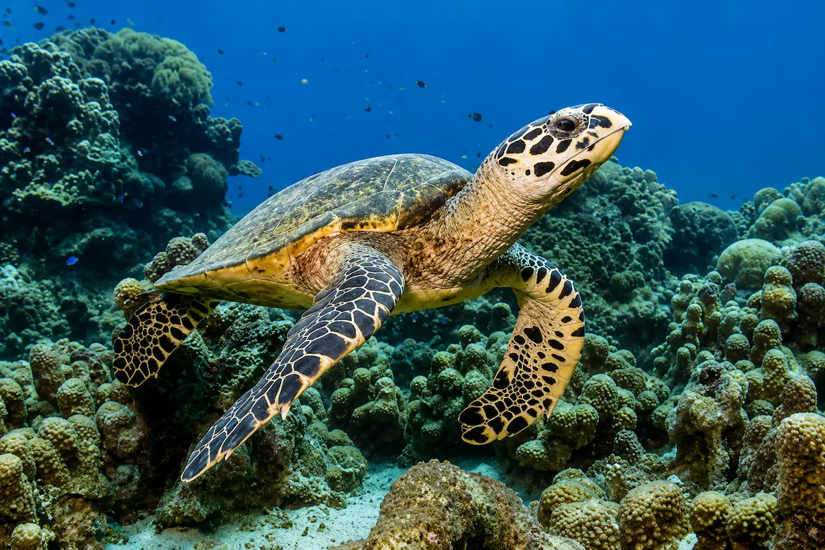 Hawksbill Sea Turtle Snorkeling in Nosy Be