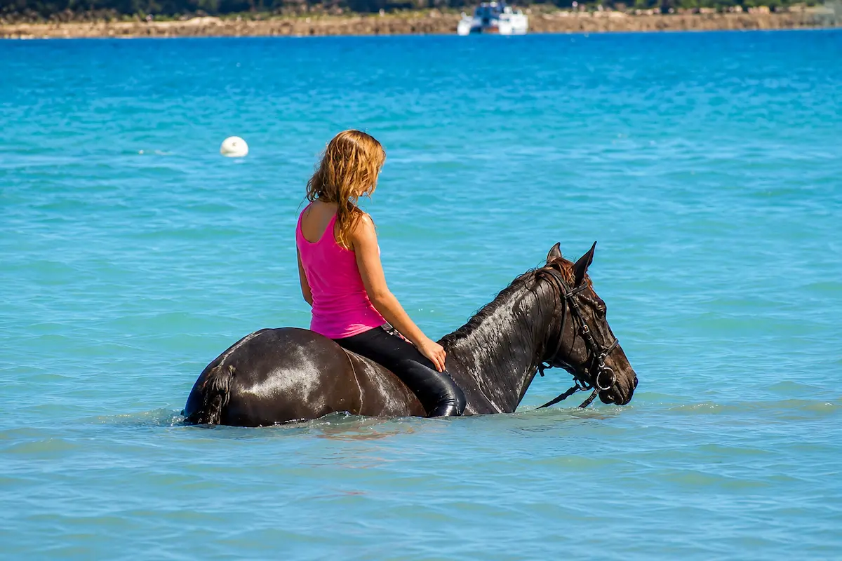 Horse swimming beach riding experience