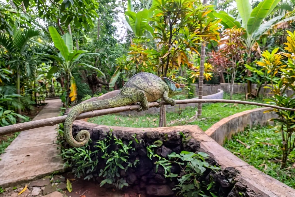 Madagascar chameleon at Lemuria Land