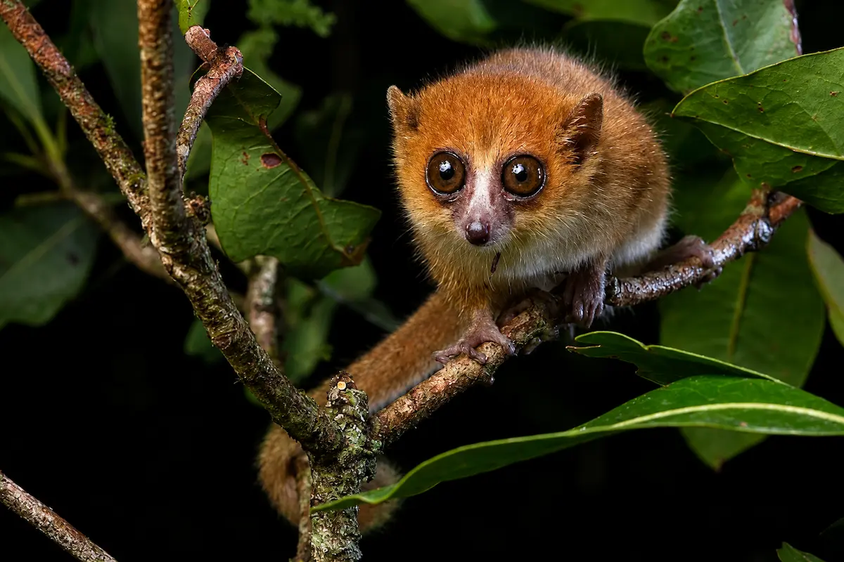 Madagascar mouse lemur in night rainforest at Nosy Be