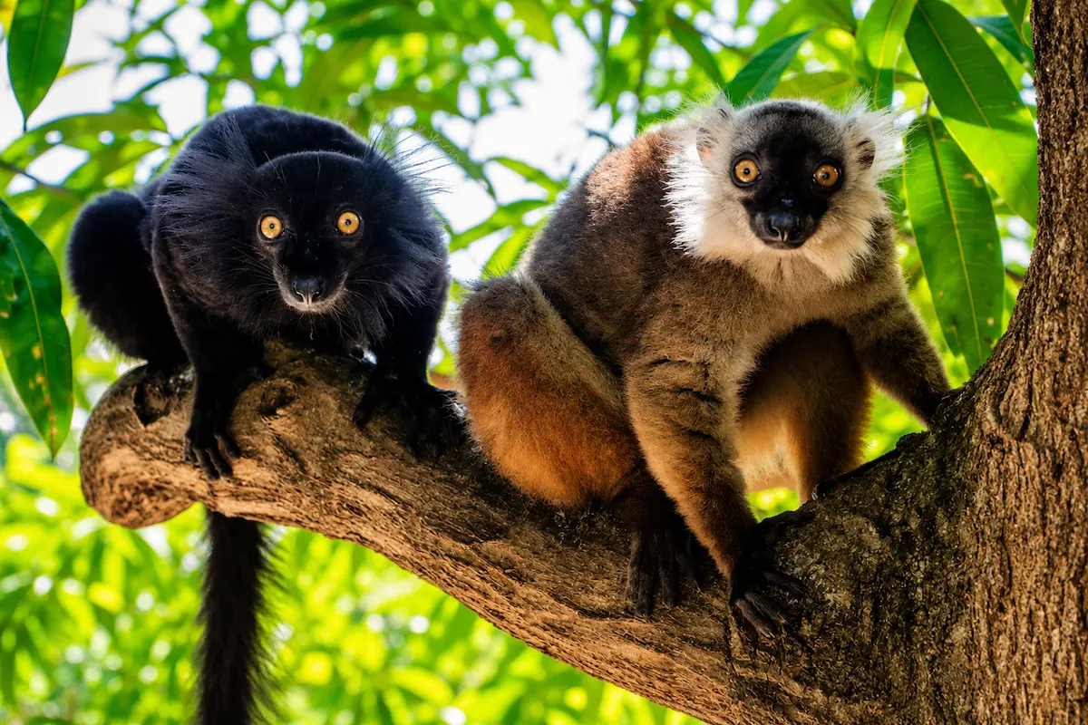 Maki macaco lemur at Lokobe National Park in Nosy Be Madagascar