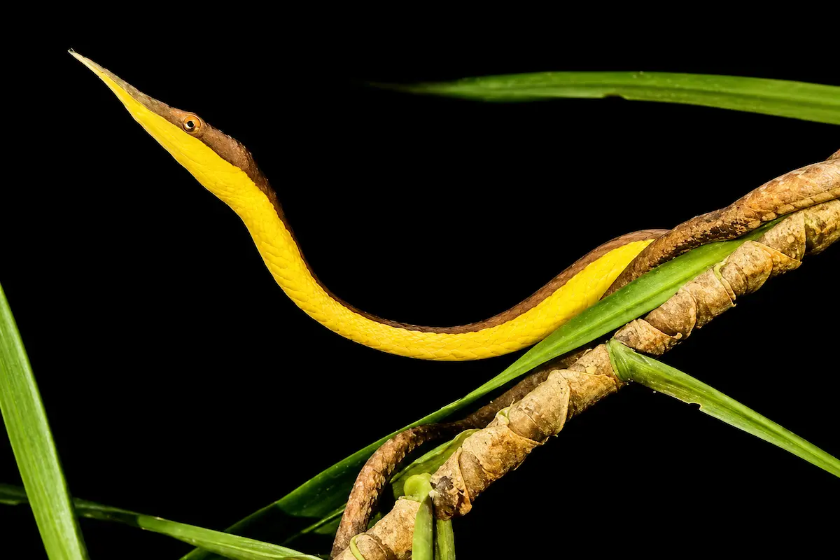 Leaf-nosed snake in Nosy Be Madagascar