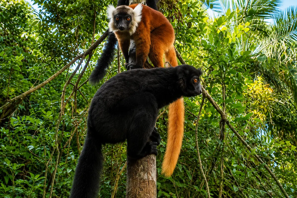 Black and brown ruffed lemurs on Nosy Komba island Madagascar
