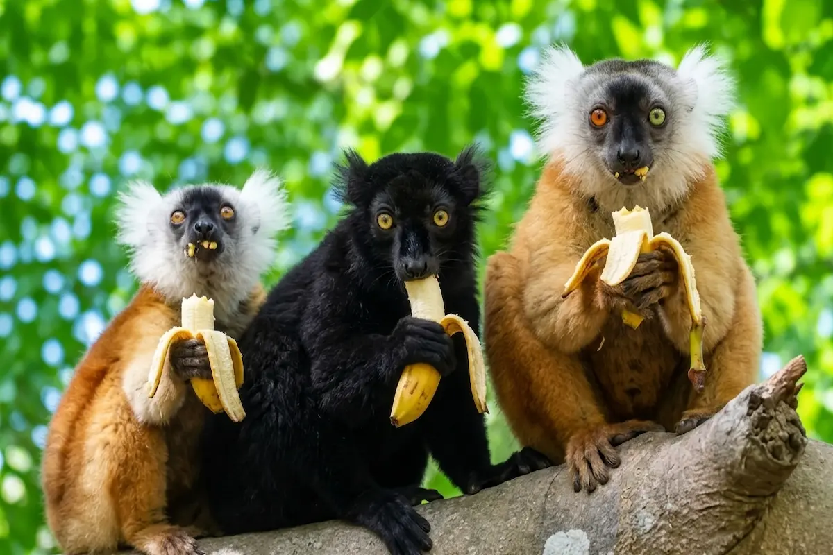Brown lemurs in Nosy Komba, Madagascar
