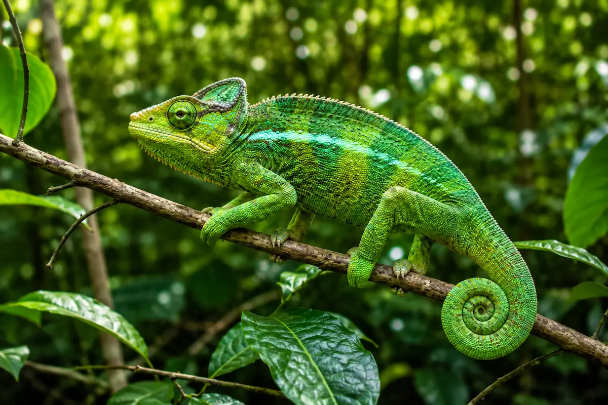 Panther chameleon on Nosy Komba island in Madagascar