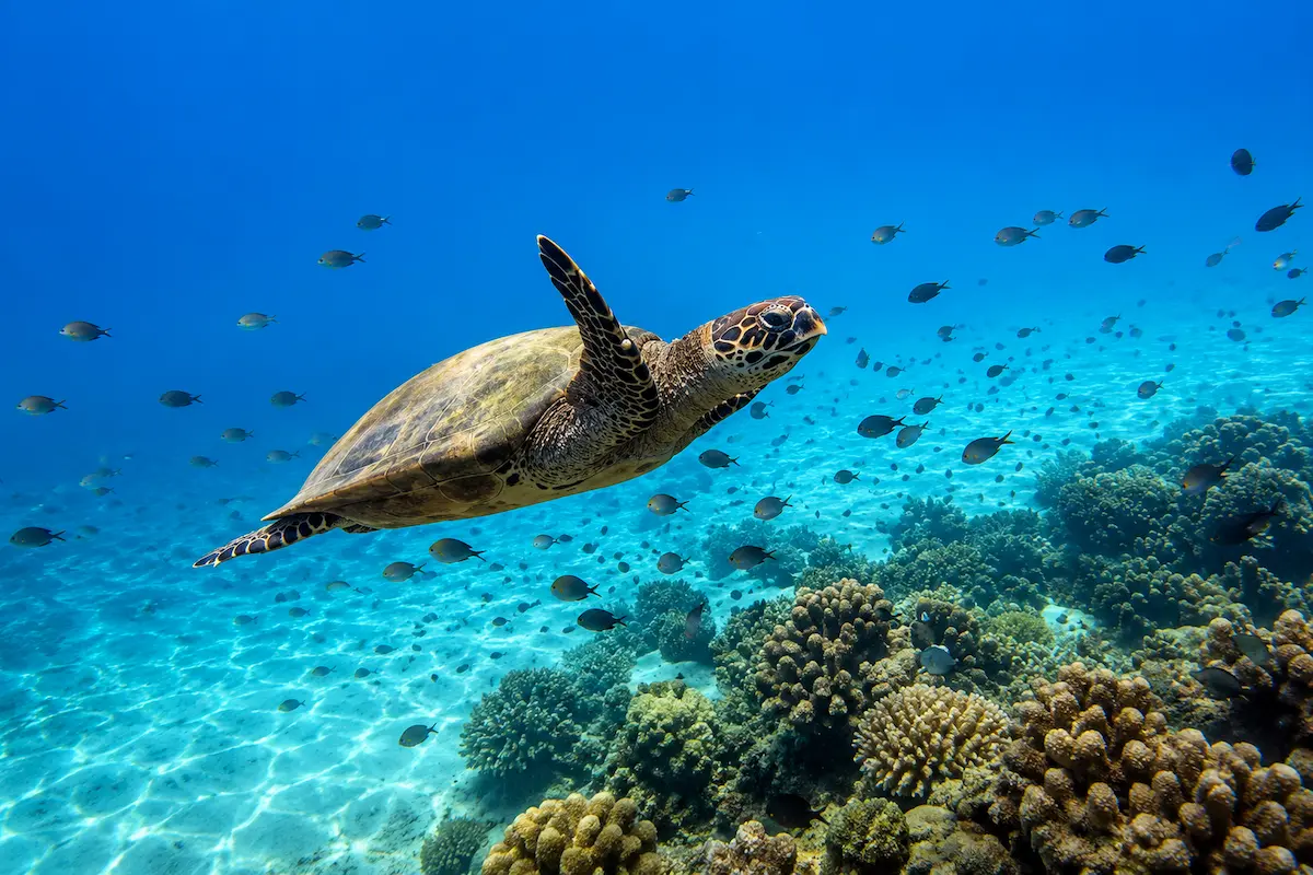 Swimming with sea turtles and exploring coral reefs at Nosy Sakatia
