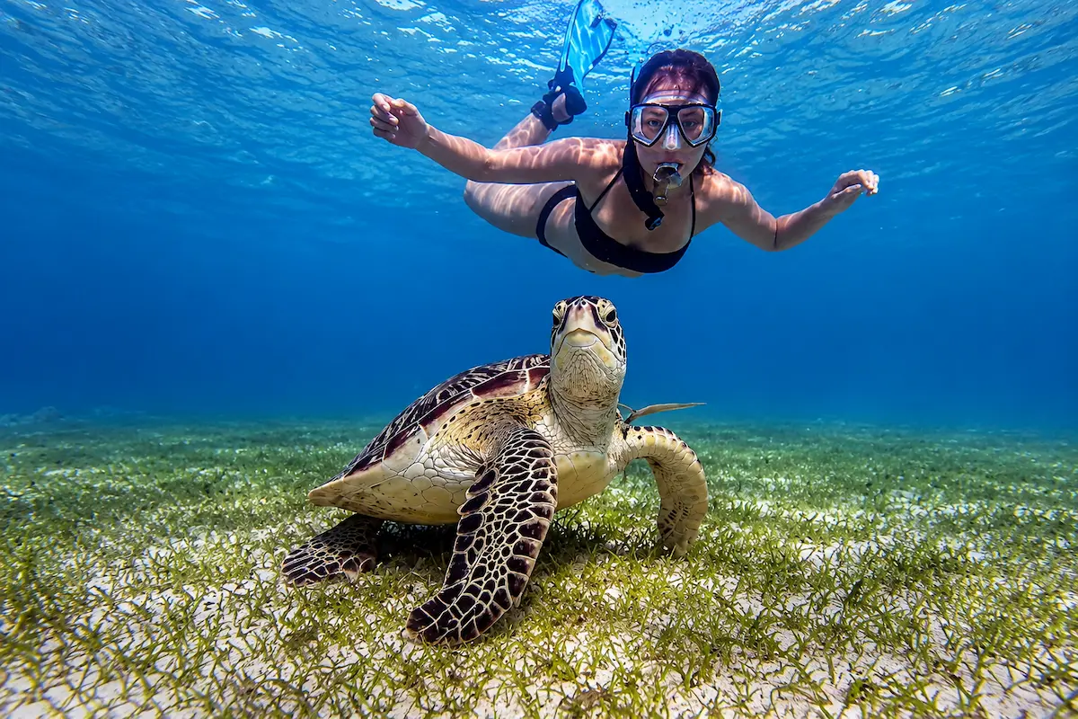Snorkeling with giant sea turtles at Nosy Sakatia, Madagascar
