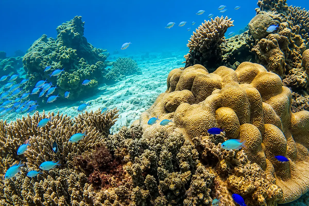Coral reef snorkeling at Nosy Tanikely Marine Reserve, Madagascar