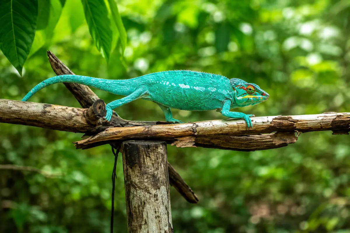 Panther chameleon spotted at Lokobe National Park in Nosy Be Madagascar