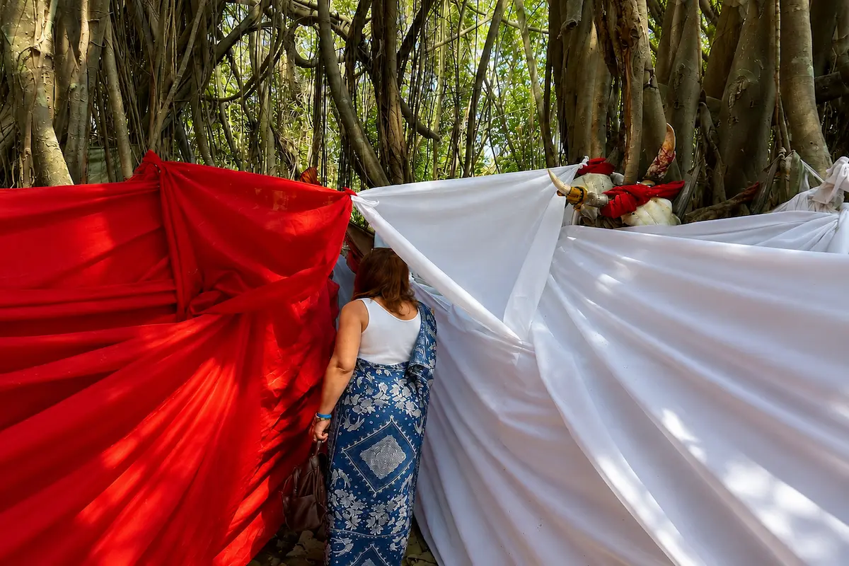 Sacred banyan tree in Nosy Be Madagascar