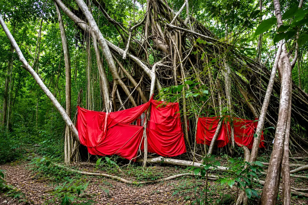Sacred Ficus Tree in Nosy Be, Madagascar