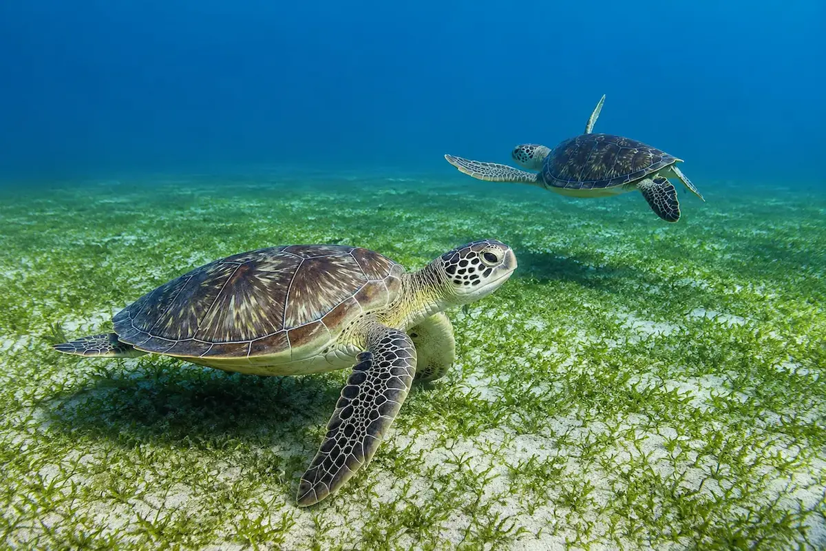 Sea turtle encounter in Nosy Sakatia, Madagascar