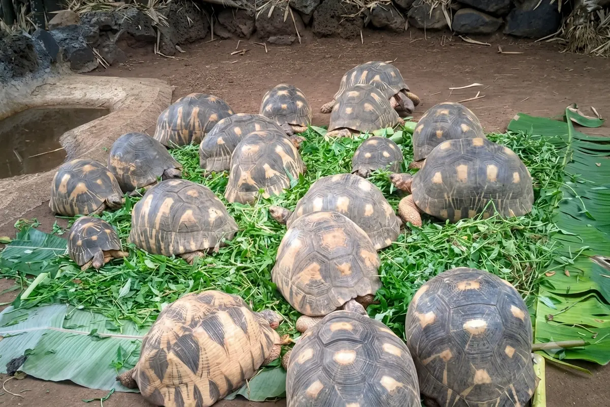 Spider tortoises eating at Lemuria Land