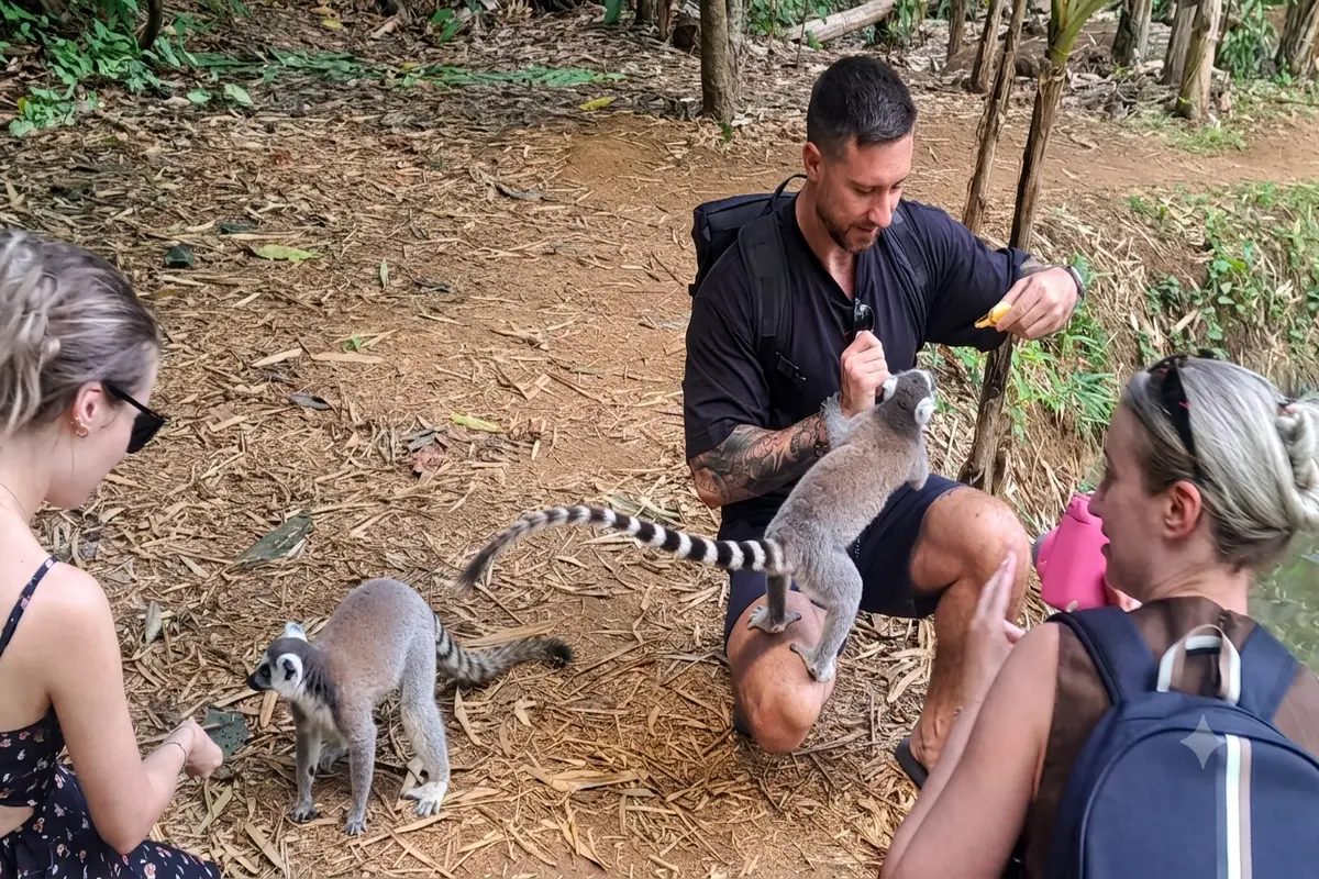 Tourist feeding banana to ring-tailed lemur at Lemuria Land