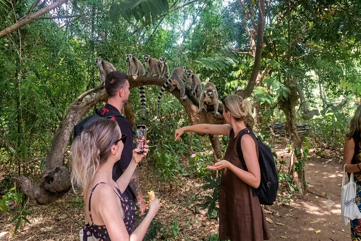 Tourist feeding King Julien lemur at Lemuria Land