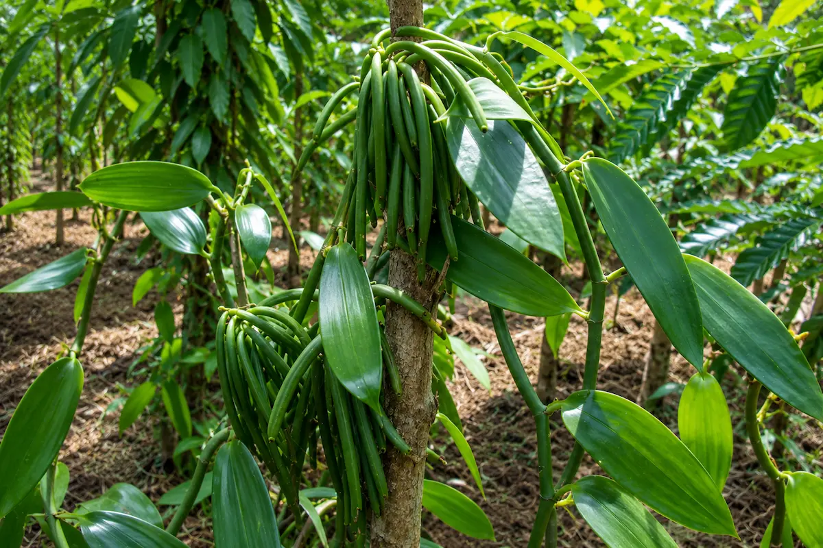 Vanilla plantation in Nosy Komba, Madagascar
