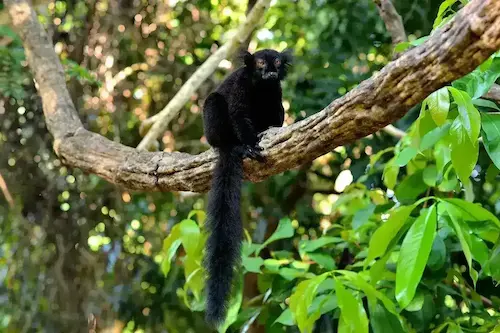 Loko Be National Park