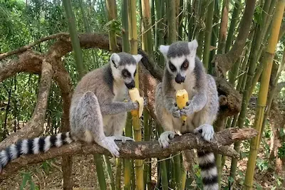 Ring-tailed lemur inspired by King Julien from Madagascar