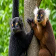 Black and brown lemurs encountered during Nosy Komba wildlife tour in Madagascar