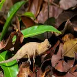 Brookesia chameleon in Lokobe National Park, Nosy Be, Madagascar