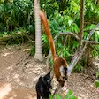 Brown and black lemurs in Nosy Komba, Madagascar
